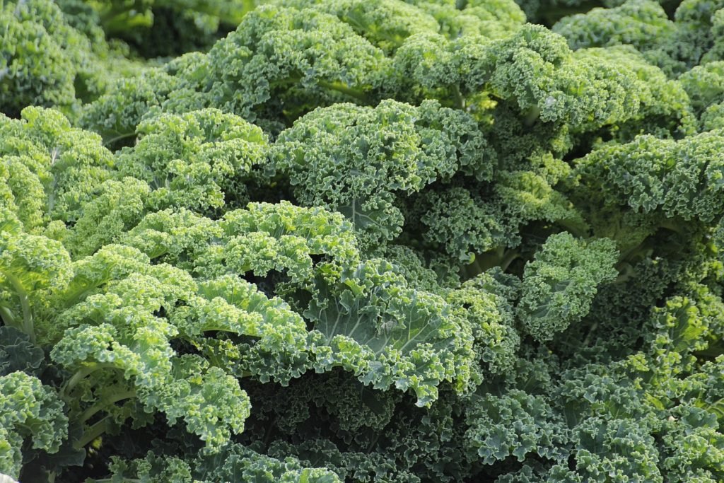 Kale for lymphoma cancer