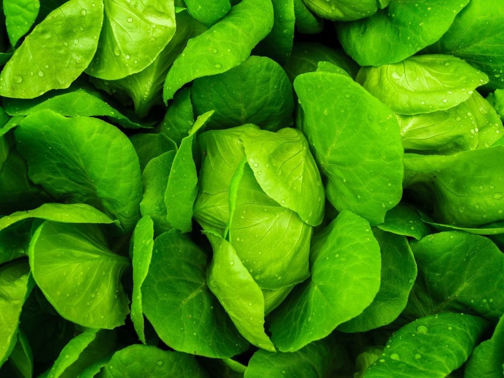 Leafy Green Vegetables for lung cancer