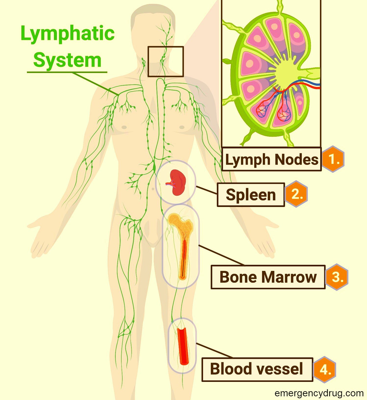 Chronic-lymphocytic-leukemia-Part-2