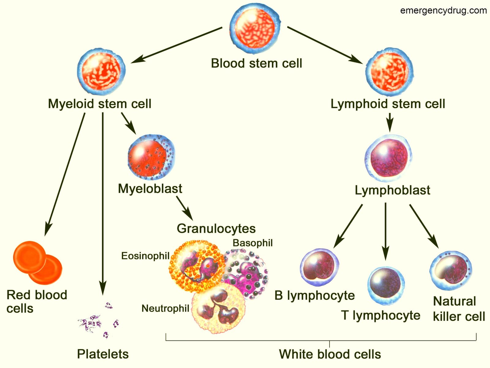 Chronic lymphocytic leukemia part 1